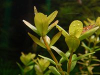 Rotala sp. Rotundifolia